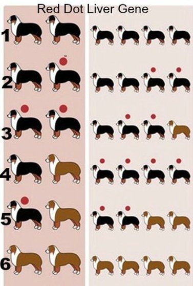 Dog Coat Colors Chart