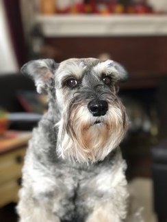 Riggs Miniature Schnauzer Retired or Rehomed Adults - RIGGS MINIATURE  SCHNAUZERS