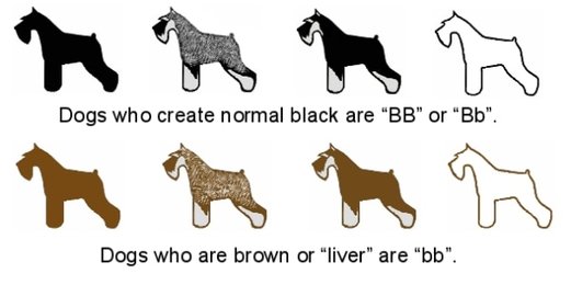 different types of schnauzers